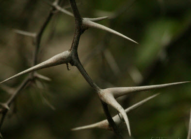 The Thorns of the Acacia Tree