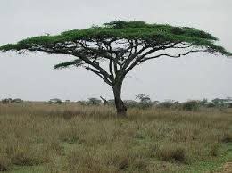 acacia tree