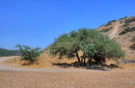 Acacia Bushes